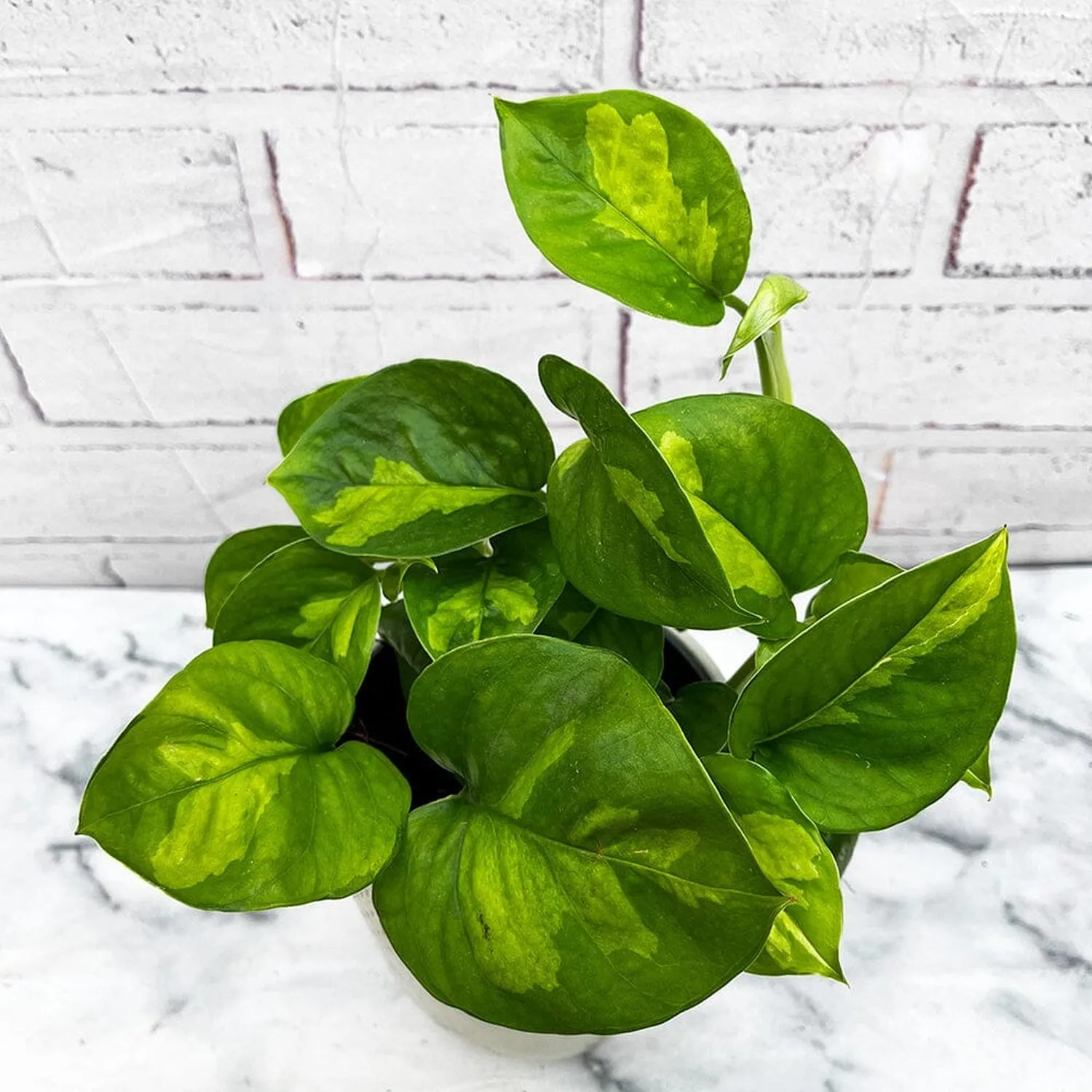 15 - 25cm Epipremnum Global Green Pothos 12cm Pot House Plant