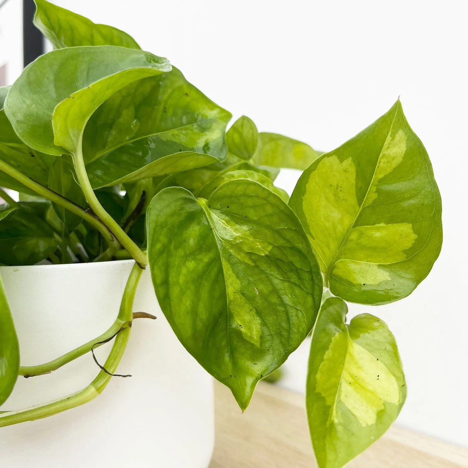 15 - 25cm Epipremnum Global Green Pothos 12cm Pot House Plant
