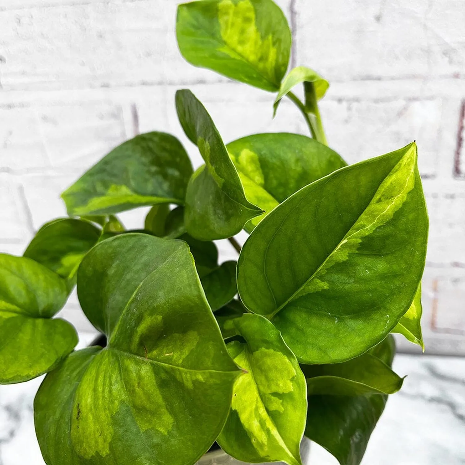 15 - 25cm Epipremnum Global Green Pothos 12cm Pot House Plant