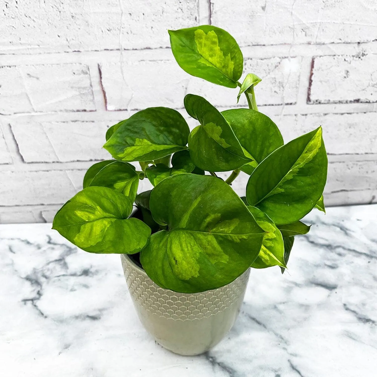 15 - 25cm Epipremnum Global Green Pothos 12cm Pot House Plant