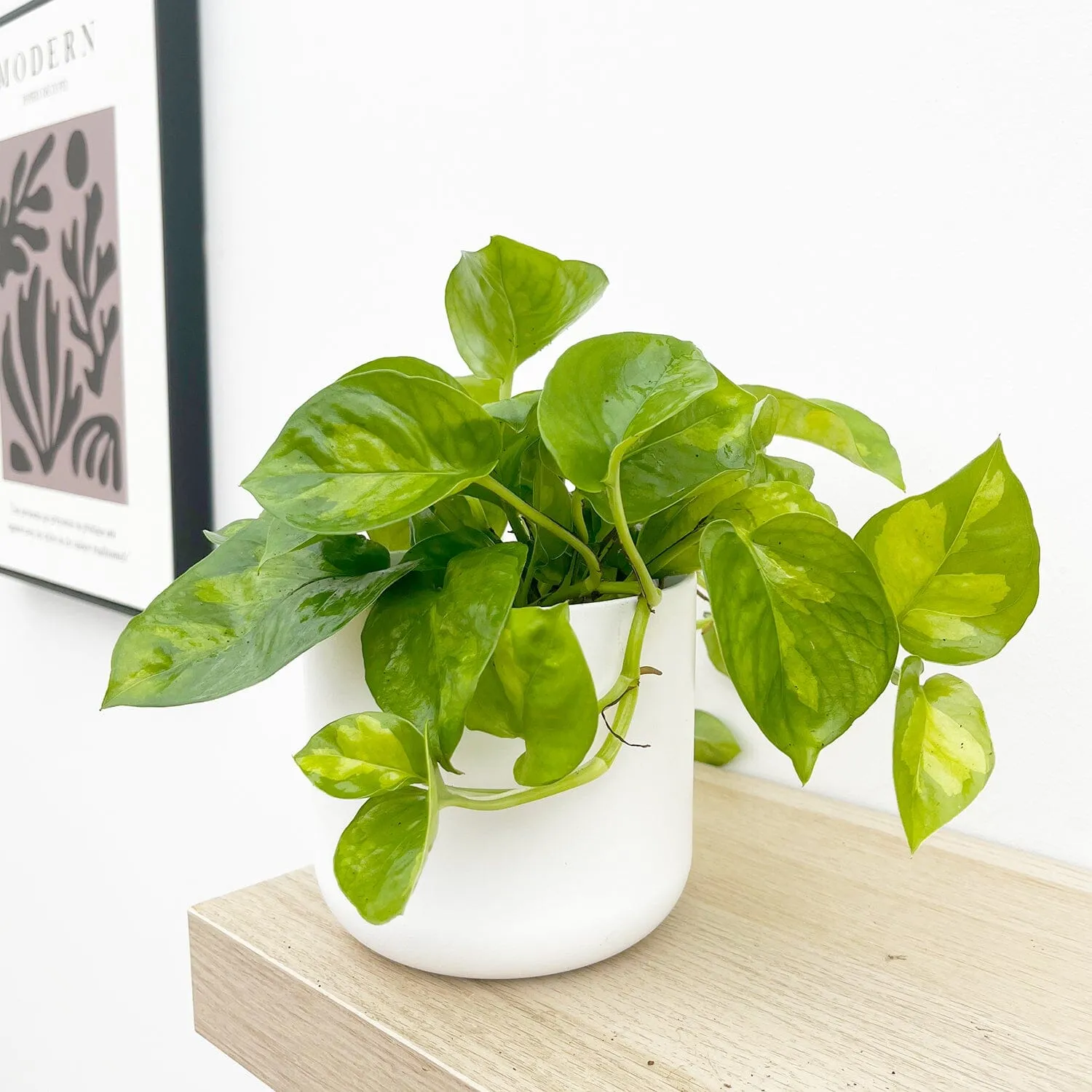 15 - 25cm Epipremnum Global Green Pothos 12cm Pot House Plant