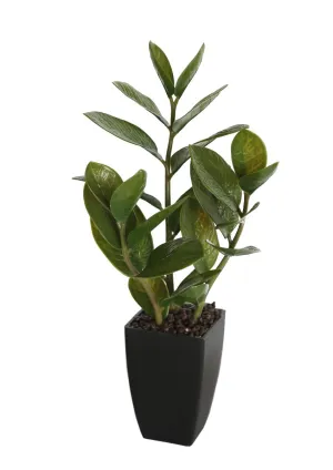 46cm Potted Zanzibar | Compact & Elegant | Indoor Plant