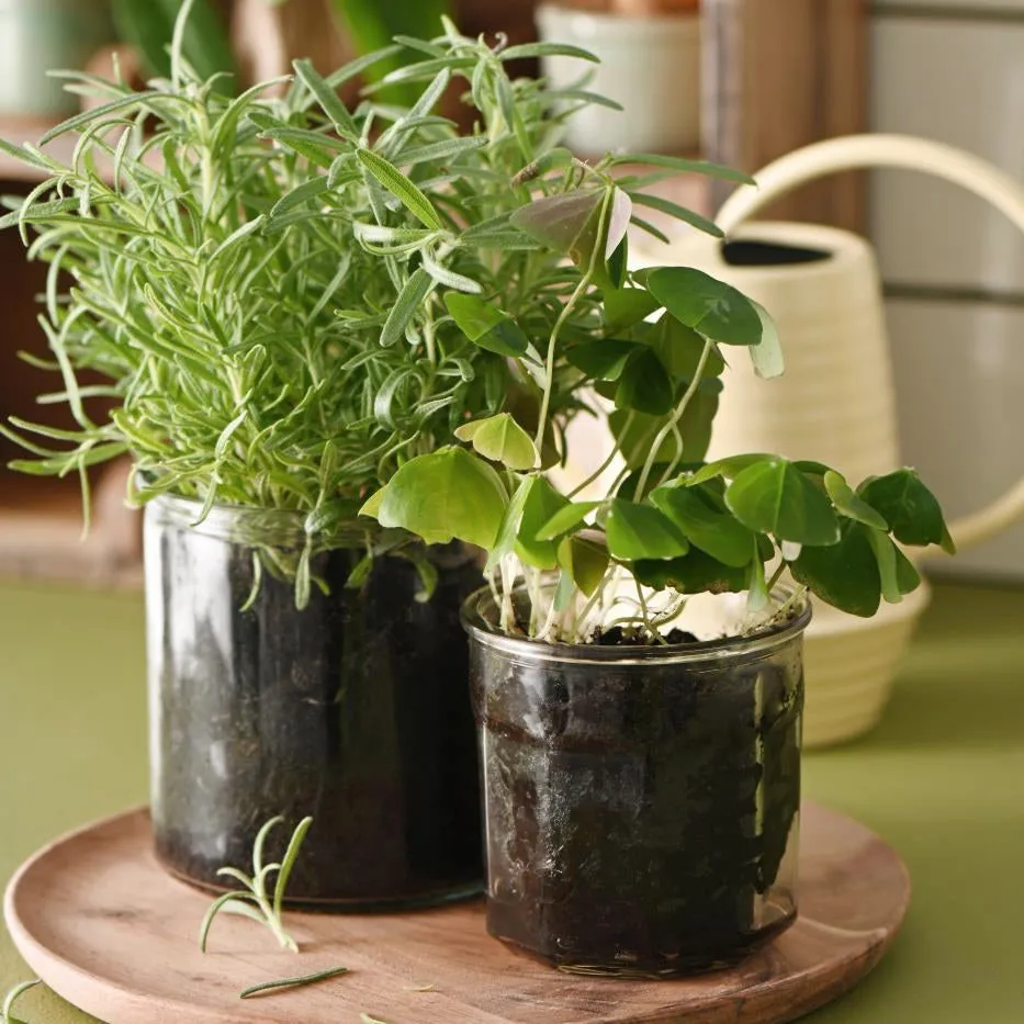 Glass Pot